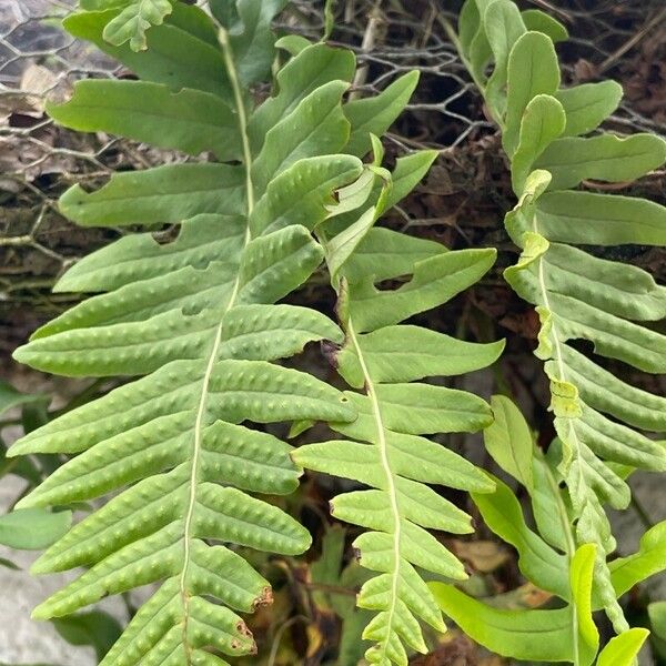 Polypodium vulgare Meyve