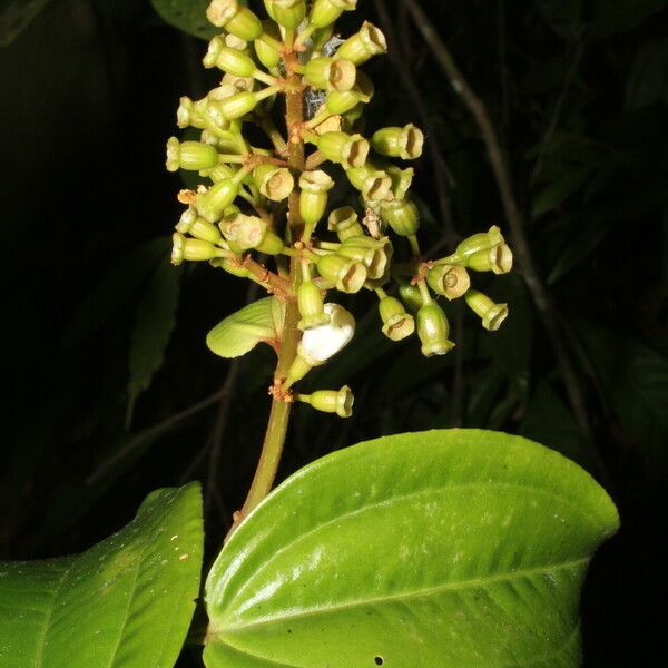 Adelobotrys adscendens Flower