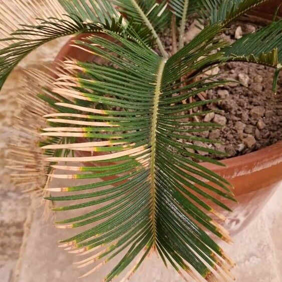 Cycas revoluta Lehti