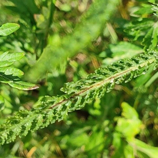 Achillea nobilis Levél