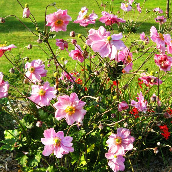 Eriocapitella tomentosa Flower