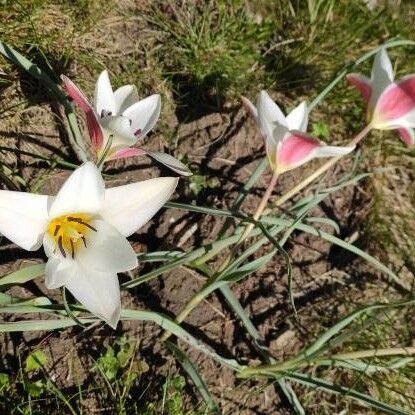 Tulipa clusiana Habitus