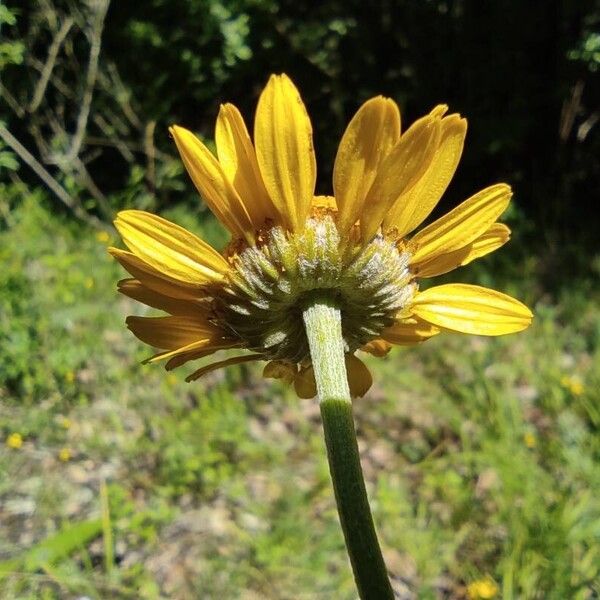 Cota tinctoria ফুল