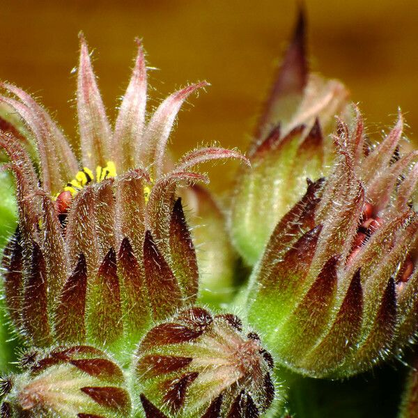 Sempervivum montanum 花