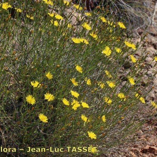 Launaea lanifera Συνήθη χαρακτηριστικά