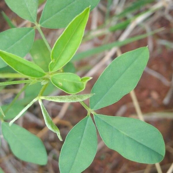 Crotalaria micans Feuille