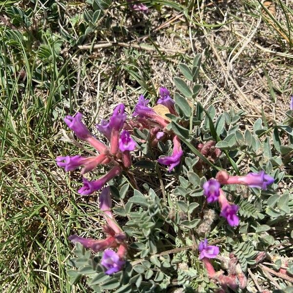 Astragalus missouriensis Květ