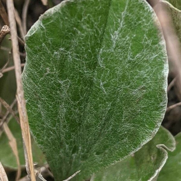 Antennaria plantaginifolia Blad