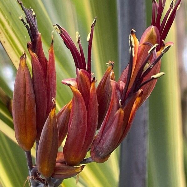 Phormium tenax Fiore