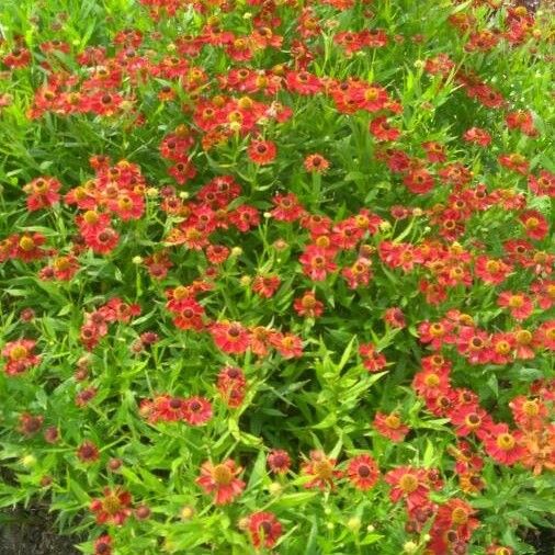 Helenium autumnale Habitus