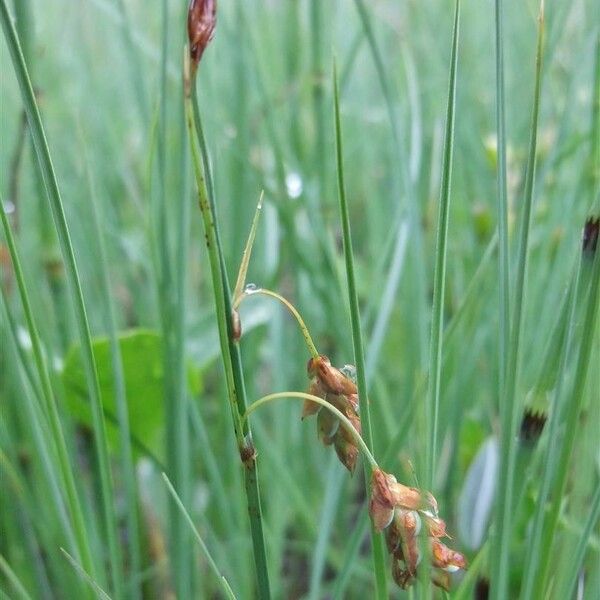 Carex limosa Kvet