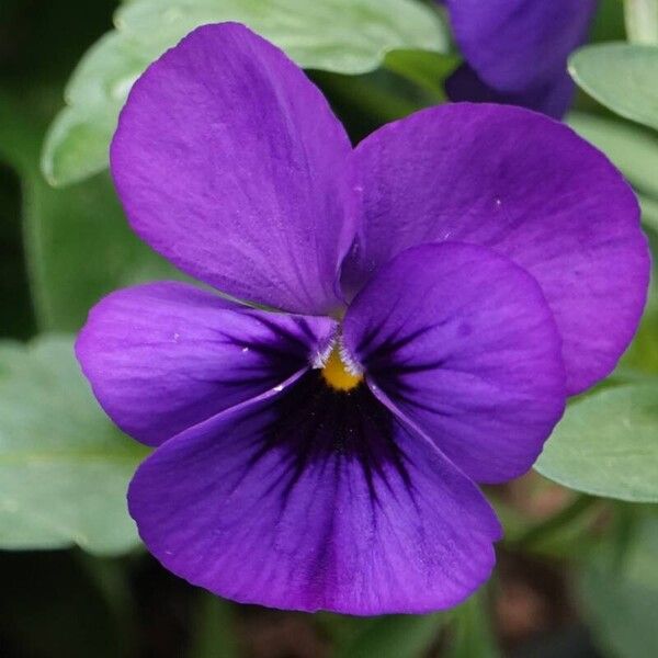 Viola cornuta Çiçek