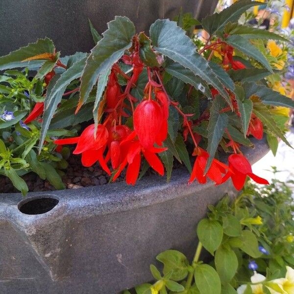 Begonia boliviensis Flower