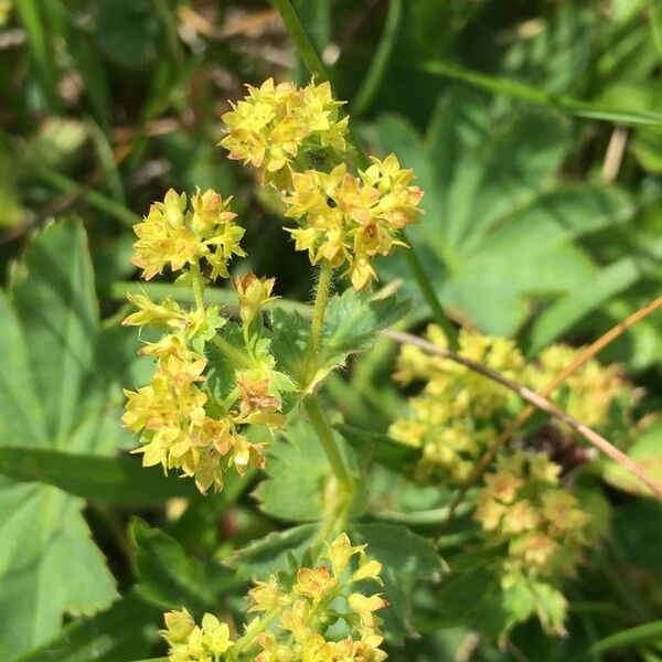 Alchemilla xanthochlora Ďalší