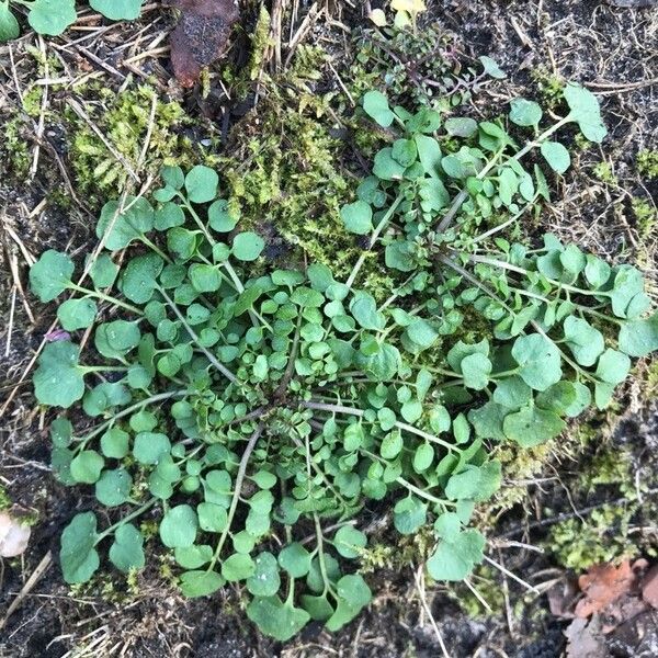 Cardamine hirsuta Habit