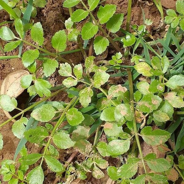 Nasturtium officinale Yeri