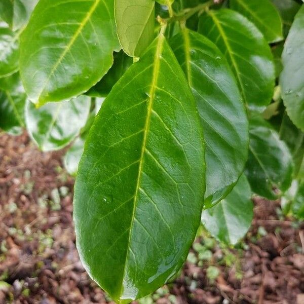 Prunus laurocerasus Blatt