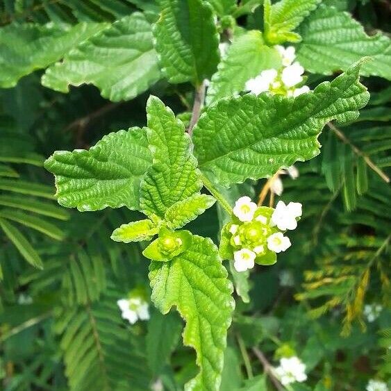 Lippia javanica Leaf