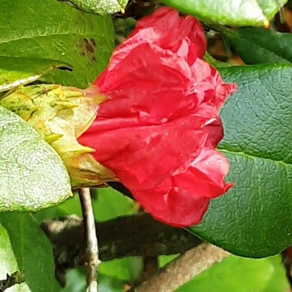 Rhododendron forrestii Blomst