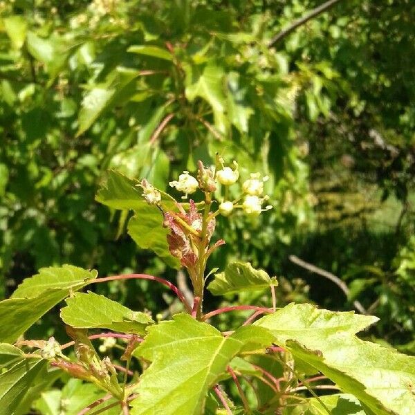 Acer tataricum Flower