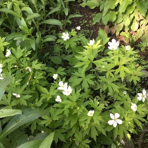 Anemonastrum canadense برگ