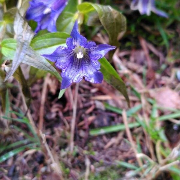 Gentiana asclepiadea फूल