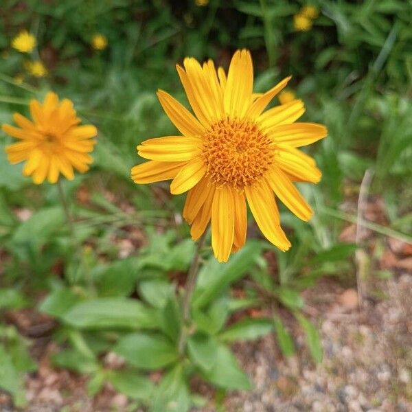 Arnica montana Flower