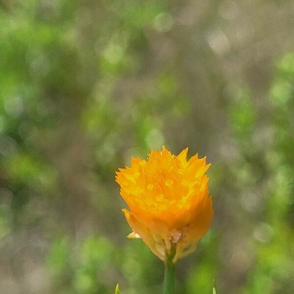 Polygala lutea Flower