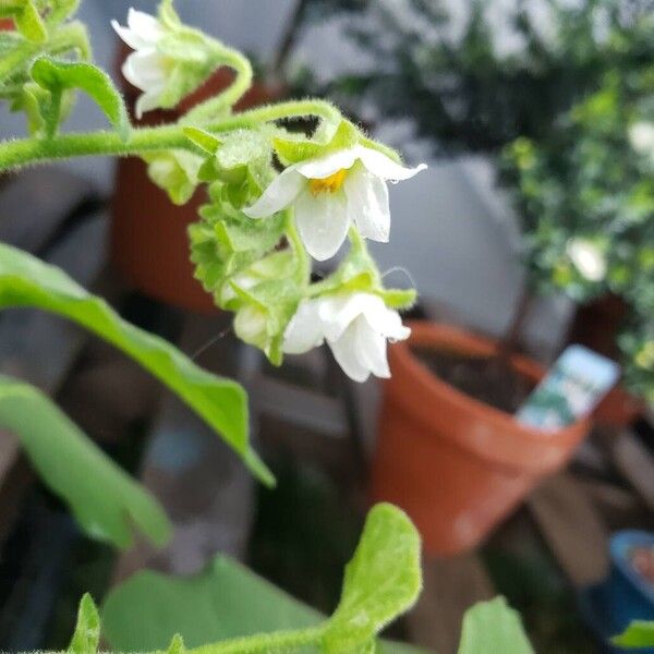 Solanum abutiloides Çiçek