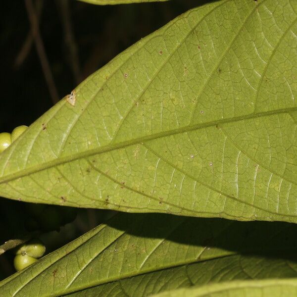 Adenophaedra grandifolia Leaf