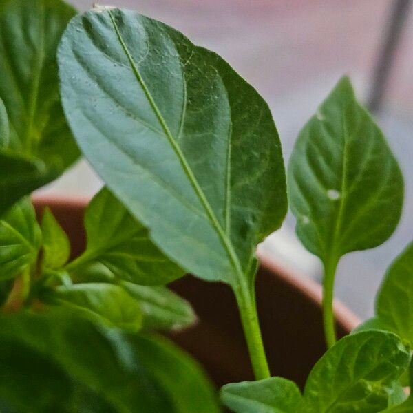 Capsicum frutescens Feuille