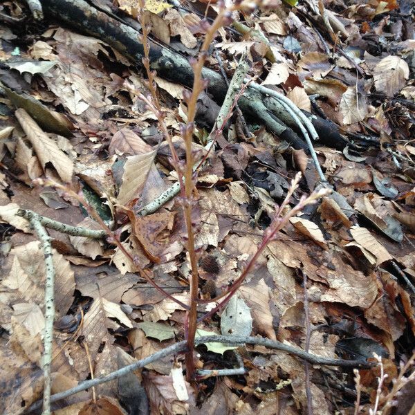 Epifagus virginiana Natur