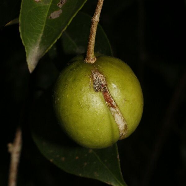 Amanoa guianensis Fruit