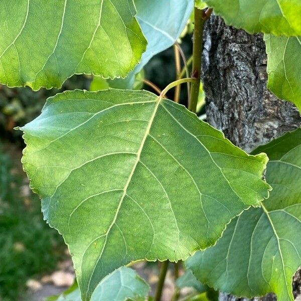 Populus nigra Fuelha