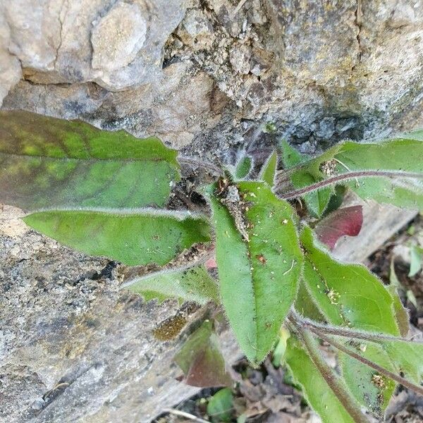 Hieracium murorum Leht