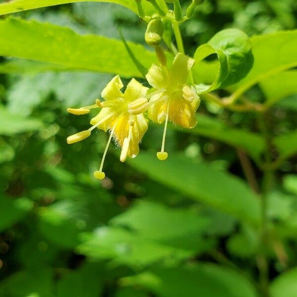 Diervilla lonicera Blomst