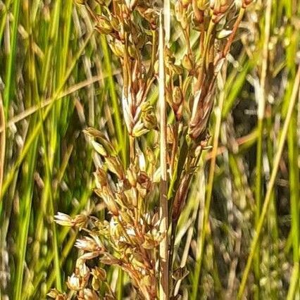 Juncus maritimus Flower