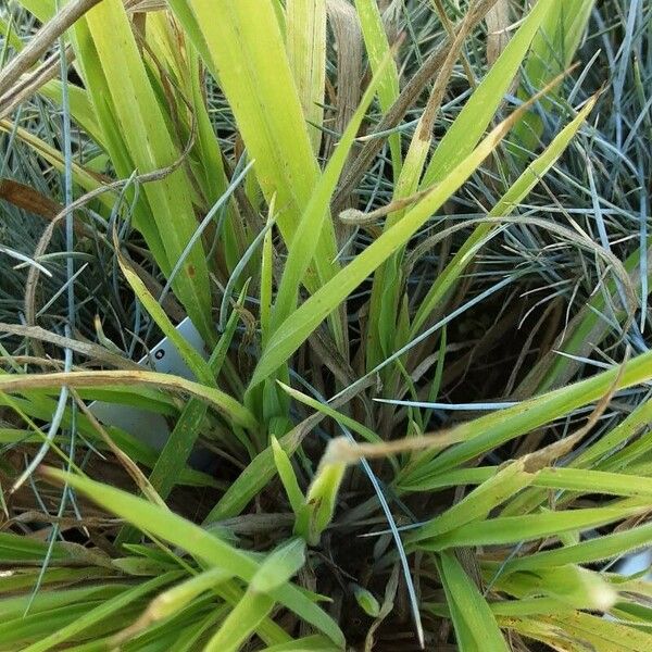 Eragrostis curvula برگ