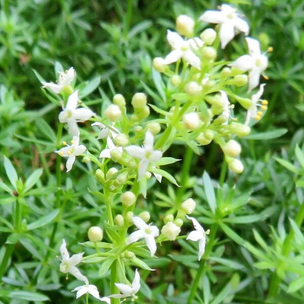 Galium lucidum ᱵᱟᱦᱟ