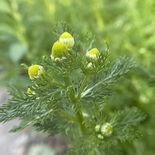 Matricaria discoidea Virág