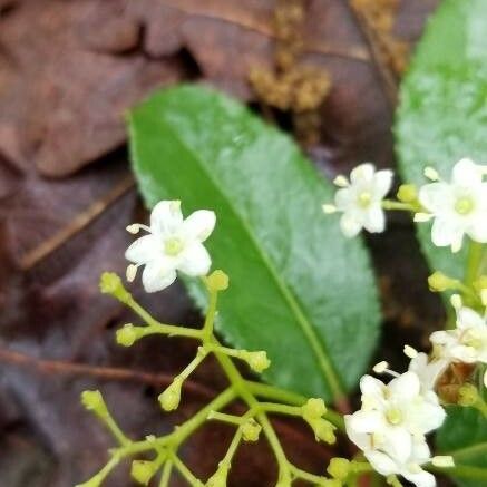 Viburnum rufidulum Blomst