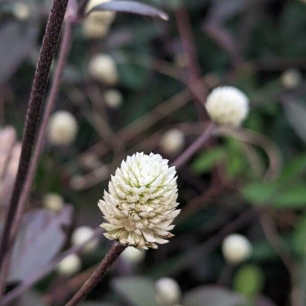 Alternanthera brasiliana Flower