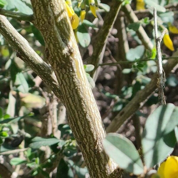 Cytisus villosus 樹皮