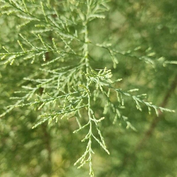 Tamarix ramosissima Leaf