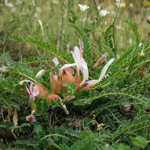 Astragalus physocalyx Květ