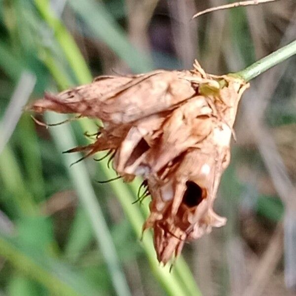 Dianthus carthusianorum Fruit