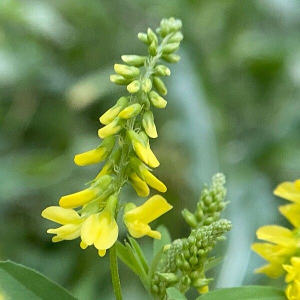 Melilotus officinalis 花