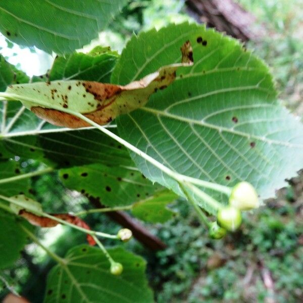 Tilia platyphyllos Floare