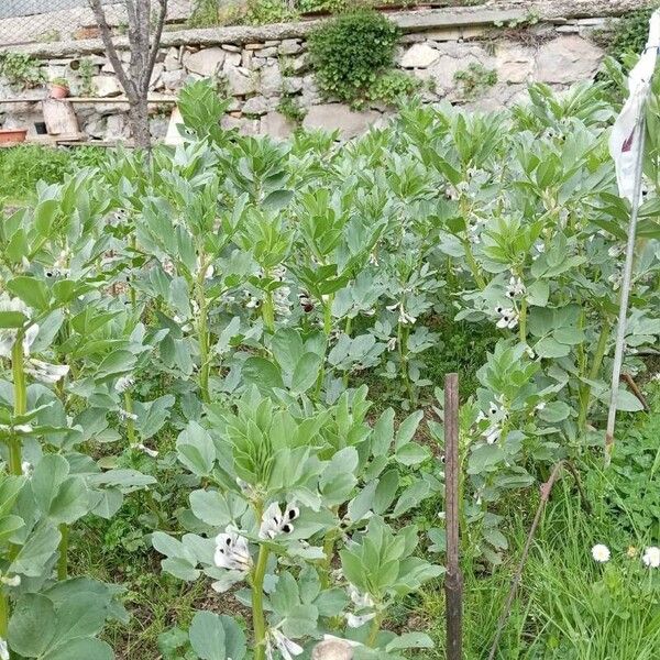 Vicia narbonensis Leaf