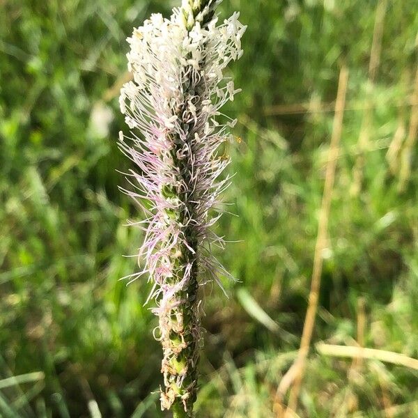 Plantago media Flor